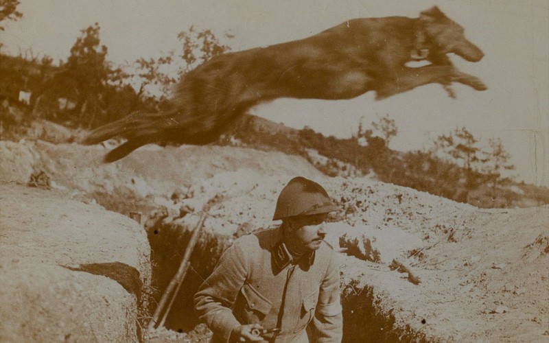A message dog leaping over a French soldier in a trench, c1916