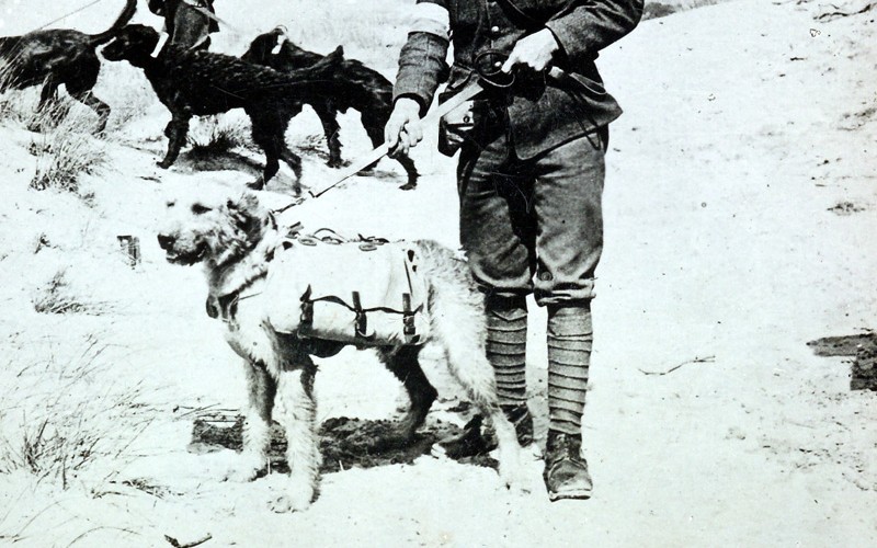 Dogs with first-aid and stimulants off to find wounded in inaccessible parts of no-man's land, c1915